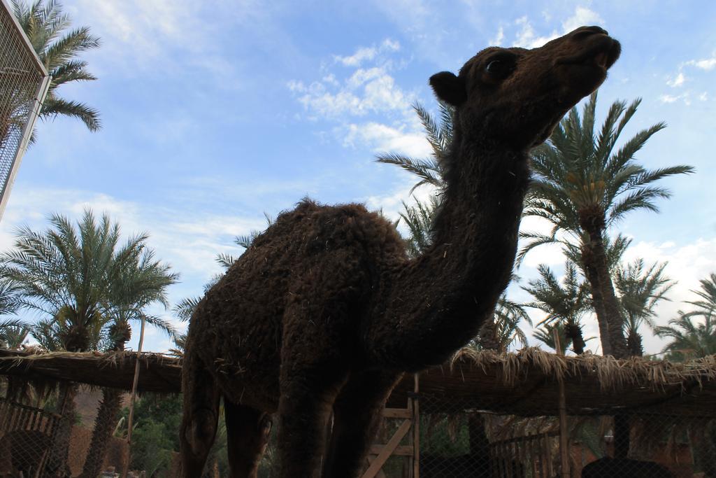 Ecolodge Bab El Oued Maroc Oasis Агдез Екстер'єр фото